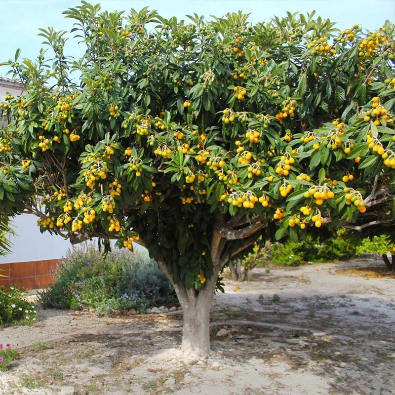Loquat Tree Live Plant - 4" Pot, 5-9" Tall Fruit Tree Seedling for Outdoor - Image 3