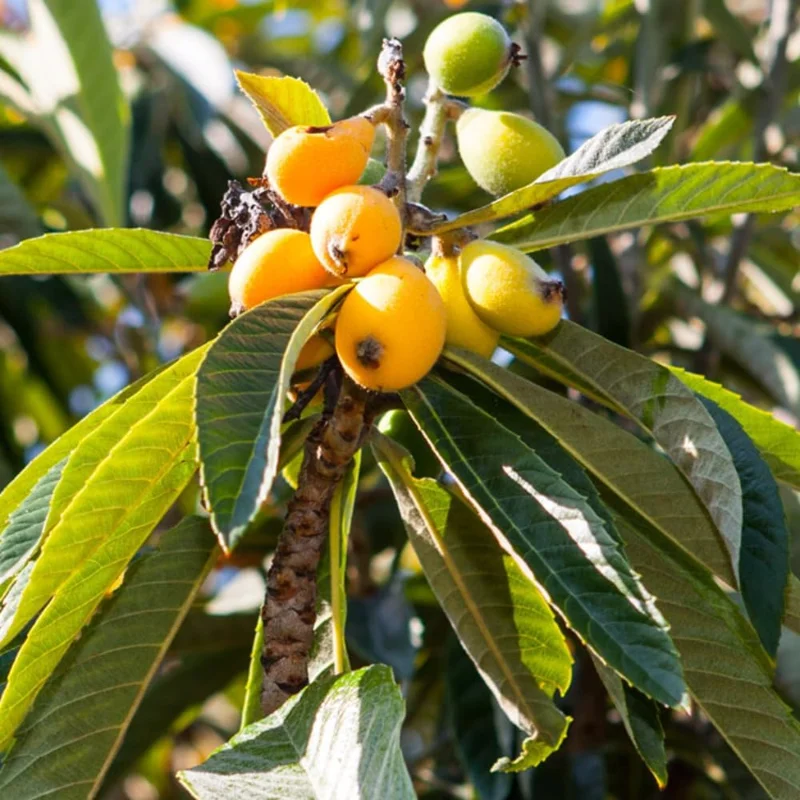 Loquat Tree Live Plant - 4" Pot, 5-9" Tall Fruit Tree Seedling for Outdoor - Image 7