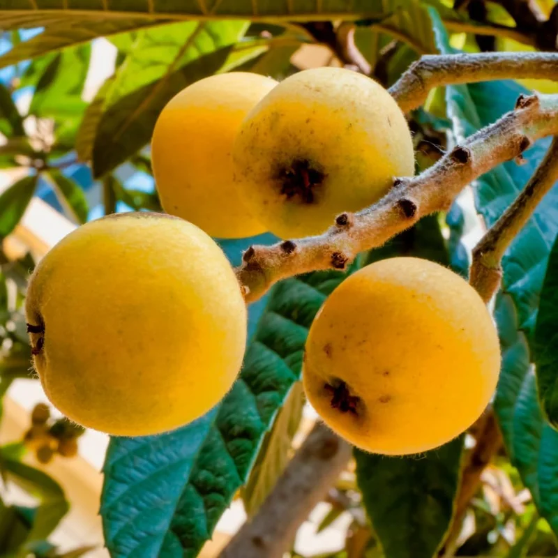 Loquat Tree Live Plant - 4" Pot, 5-9" Tall Fruit Tree Seedling for Outdoor - Image 8