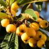 Loquat Tree Live Plant - 4" Pot, 5-9" Tall Fruit Tree Seedling for Outdoor - Image 1