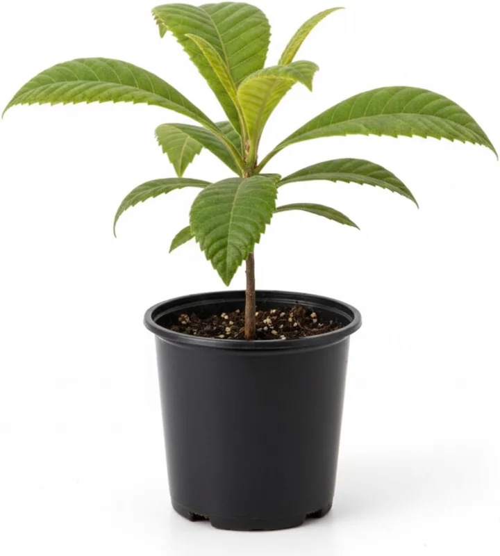 Loquat Tree Live Plant, 5-9'' Tall, 4 Inch Pot, Cold Hardy, Outdoor Fruit - Image 2