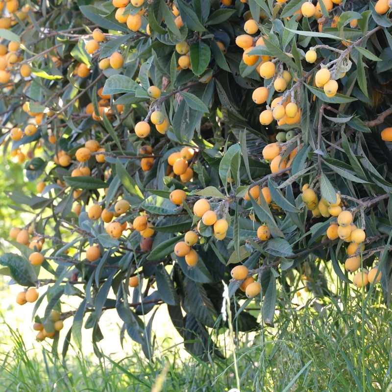Loquat Tree Live Plant, 5-9'' Tall, 4 Inch Pot, Cold Hardy, Outdoor Fruit - Image 3