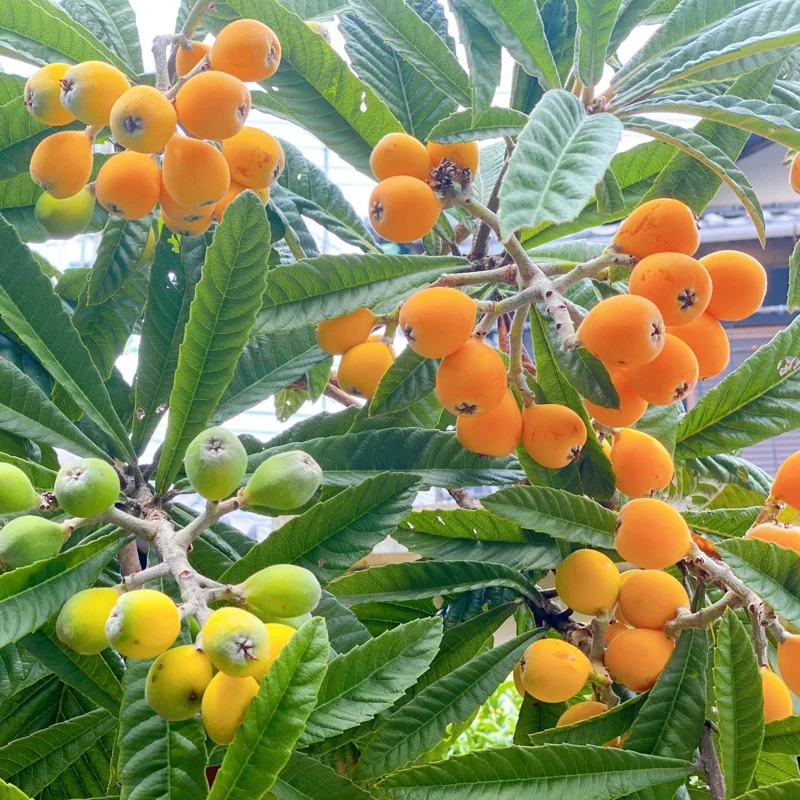 Loquat Tree Live Plant, 5-9'' Tall, 4 Inch Pot, Cold Hardy, Outdoor Fruit - Image 4
