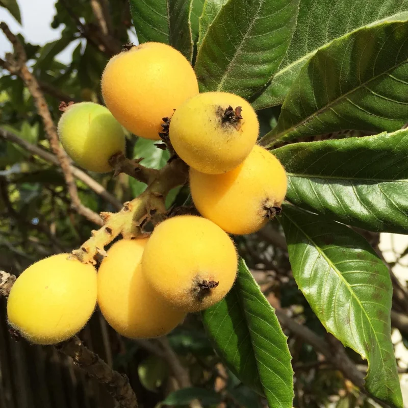 Loquat Tree Live Plant, 5-9'' Tall, 4 Inch Pot, Cold Hardy, Outdoor Fruit - Image 5