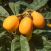 Loquat Tree Live Plant, 5-9'' Tall, 4 Inch Pot, Cold Hardy, Outdoor Fruit - Image 1