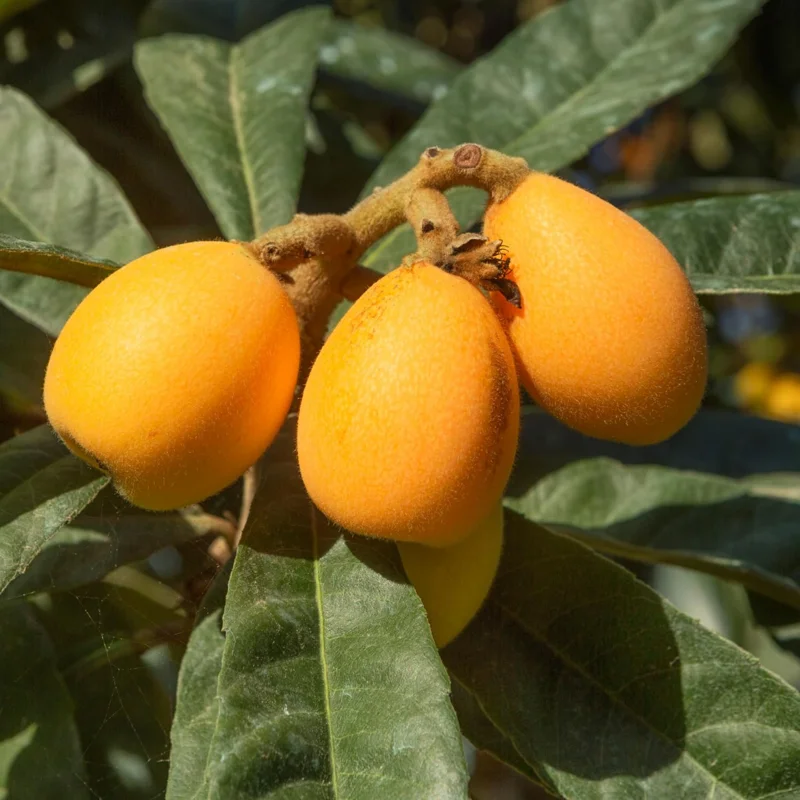Loquat Tree Live Plant, 5-9'' Tall, 4 Inch Pot, Cold Hardy, Outdoor Fruit - Image 1