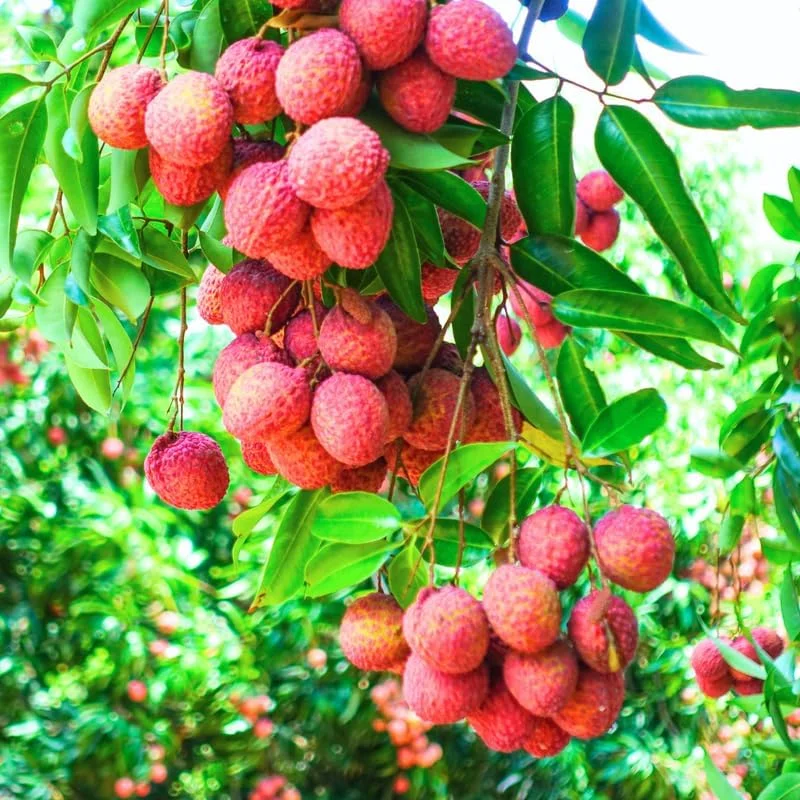 Lychee Tree Live Plant – 10-12 Inch Tall Tropical Fruit Tree in Half Gallon Pot - Image 2