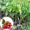 Lychee Tree Live Plant – 10-12 Inch Tall Tropical Fruit Tree in Half Gallon Pot - Image 1