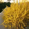 Lynwood Gold Forsythia Live Plant - 2 Bareroots, Yellow Flowers, 12-18 Inch Tall Shrub - Image 1