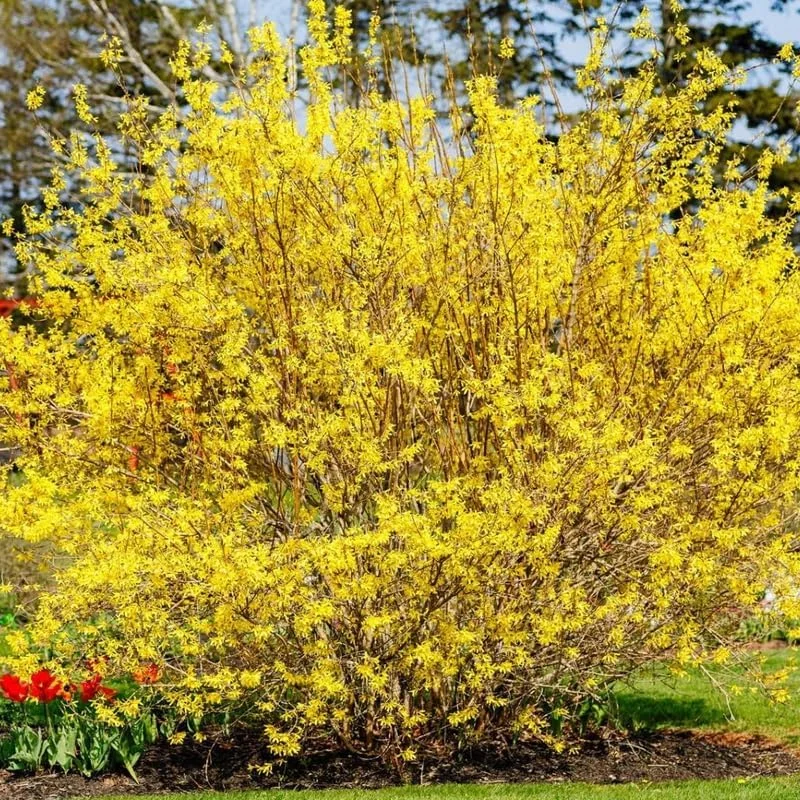 Lynwood Gold Forsythia Live Plant – Yellow Flowering Shrub – 12-18 Inch Bare Root – Outdoor, 2 Pack - Image 2