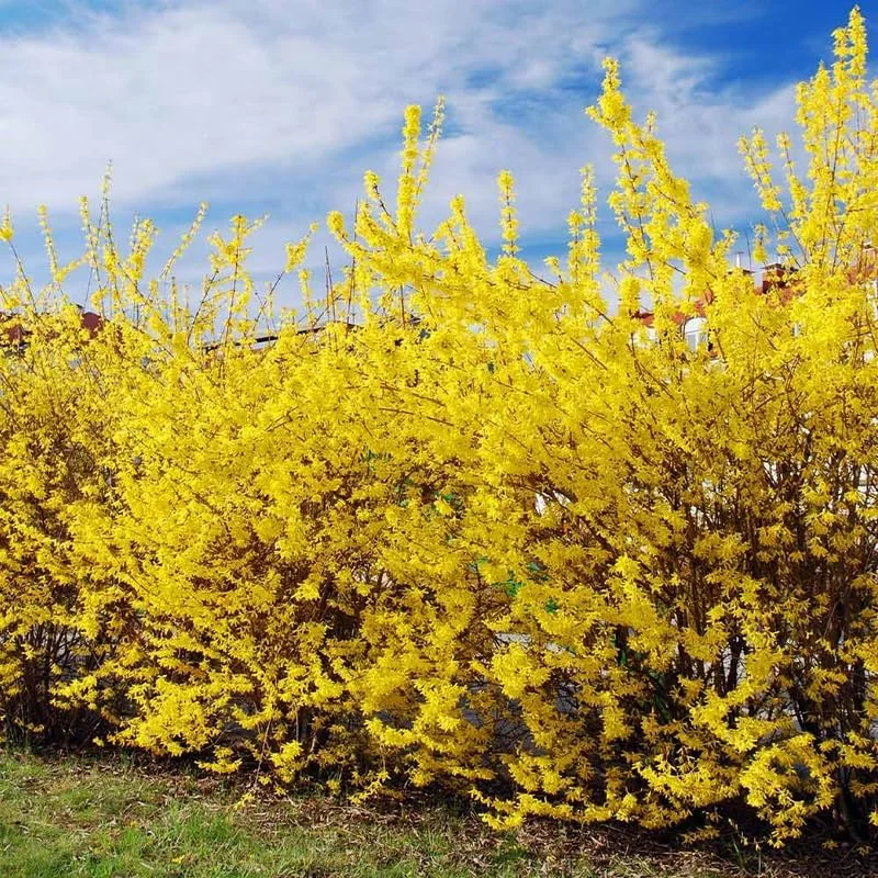 Lynwood Gold Forsythia Live Plant – Yellow Flowering Shrub – 12-18 Inch Bare Root – Outdoor, 2 Pack - Image 3