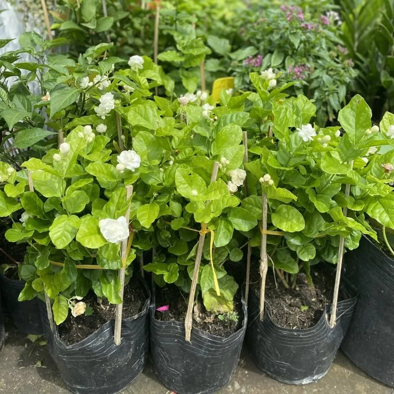 Maid of Orleans Jasmine Live Plant 4-7 Inch - Fragrant White Flowers Indoor/Outdoor - Image 2