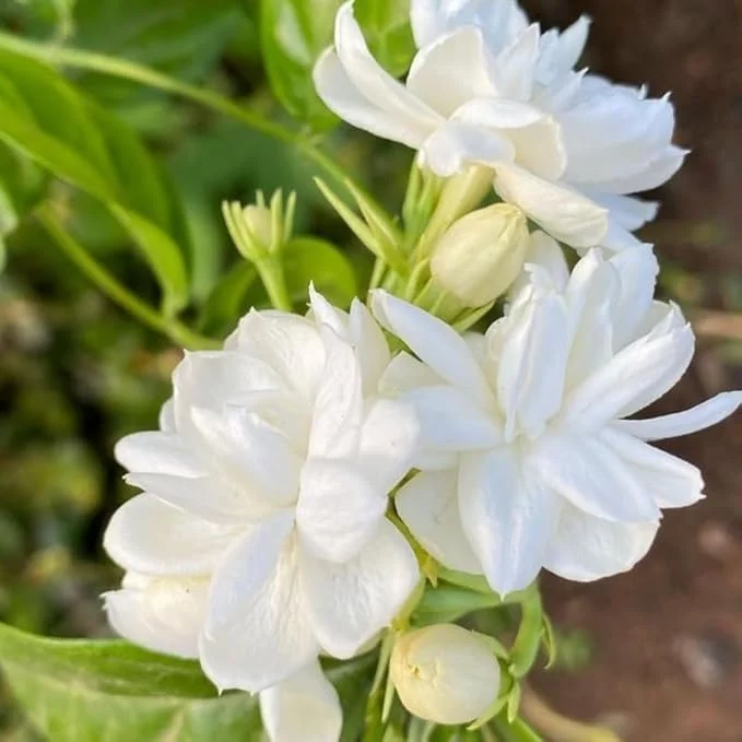 Maid of Orleans Jasmine Live Plant – Fragrant White Flowers – 4-7 Inch – Indoor/Outdoor - Image 7