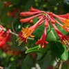 Major Wheeler Honeysuckle Vine Live Plant - Perennial Fragrant - 2.5 inch Pot - Image 1