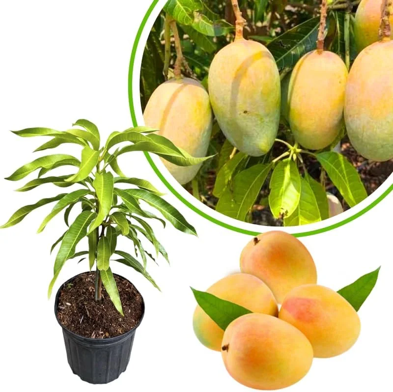 Mango Tree Live Plant - Sweet Large Fruit Variety, Grafted, 3 Gallon Pot, Tropical - Image 2