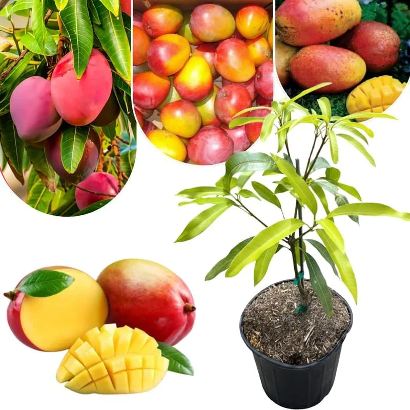 Mango Tree Live Plant - Sweet Large Fruit Variety, Grafted, 3 Gallon Pot, Tropical - Image 1