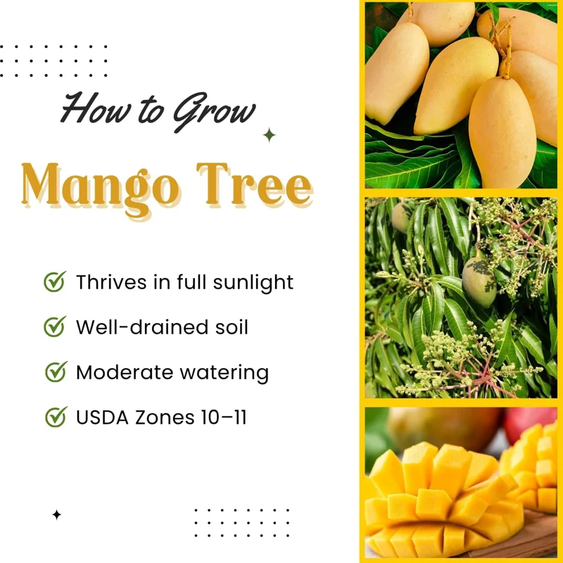 Mango Tree Live Plant - Sweet Yellow Mango, 8-12'' Tall Tropical Fruit Tree in Gallon Pot, Outdoor/Indoor - Image 2