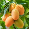 Mango Tree Live Plant - Sweet Yellow Mango, 8-12'' Tall Tropical Fruit Tree in Gallon Pot, Outdoor/Indoor - Image 1