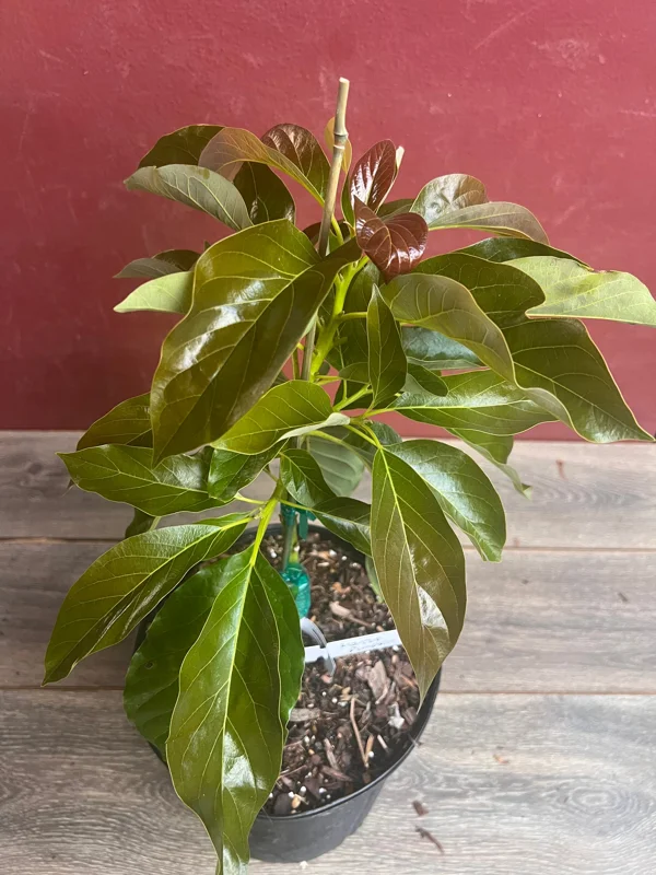 Marcus Pumpkin Avocado Tree - Cold Hardy Live Plant - 3 Gallon Pot - Image 2