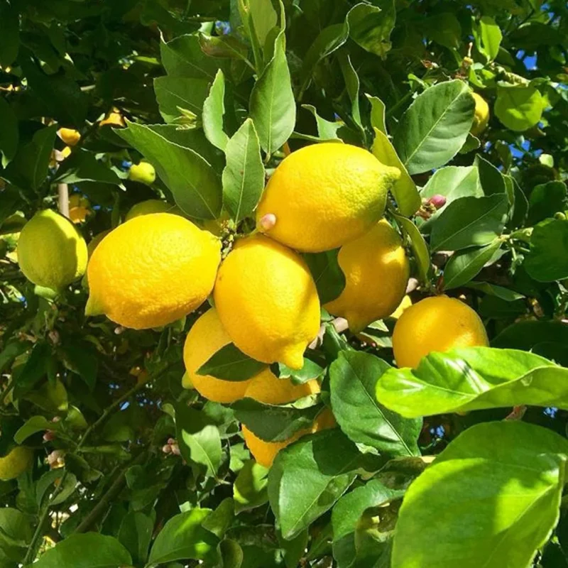 Meyer Lemon Tree Live Plant 2-3 Ft Tall - Fragrant Patio Citrus - Image 6