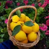 Meyer Lemon Tree Live Plant 2-3 Ft Tall - Fragrant Patio Citrus - Image 1