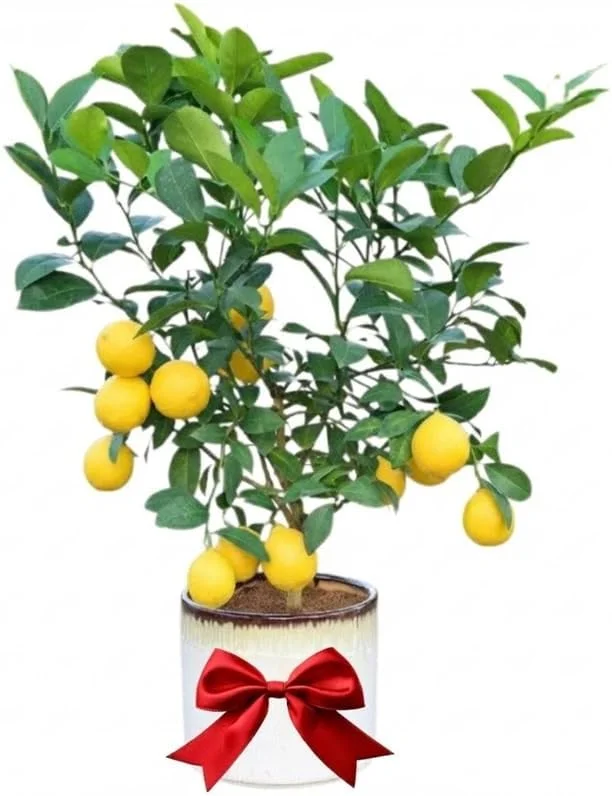 Meyer Lemon Tree Live Plant 2-3 Years Old Already Bearing Fruit, Yellow Lime Tree in 3 Gallon Pot, Cold Hardy and High-yielding - Image 2