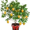 Meyer Lemon Tree Live Plant 2-3 Years Old Already Bearing Fruit, Yellow Lime Tree in 3 Gallon Pot, Cold Hardy and High-yielding - Image 1