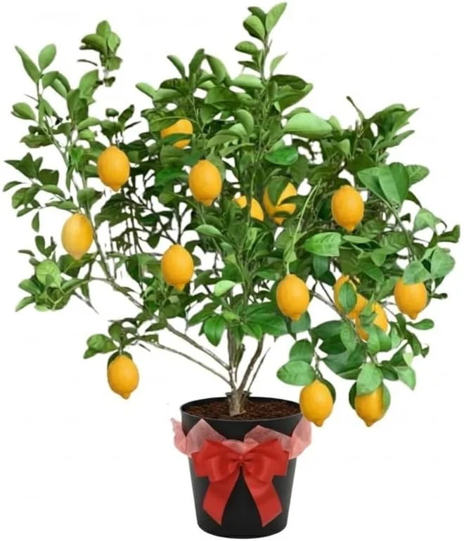 Meyer Lemon Tree Live Plant 2-3 Years Old Already Bearing Fruit, Yellow Lime Tree in 3 Gallon Pot, Cold Hardy and High-yielding - Image 1