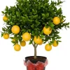 Meyer Lemon Tree Live Plant – 3 Gallon Pot – Cold Hardy Citrus for Home & Patio - Image 1