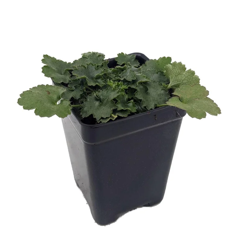 Miniature Pulchella Coral Bells Heuchera Live Plant - 2.5" Pot - Fairy Garden - Image 2