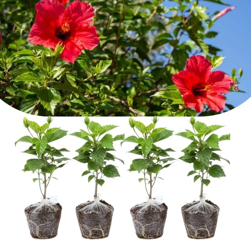 Mixed Hibiscus Live Plants Set of 4, Tropical Flowering Shrub, 4-8 inches Tall, Outdoor - Image 10