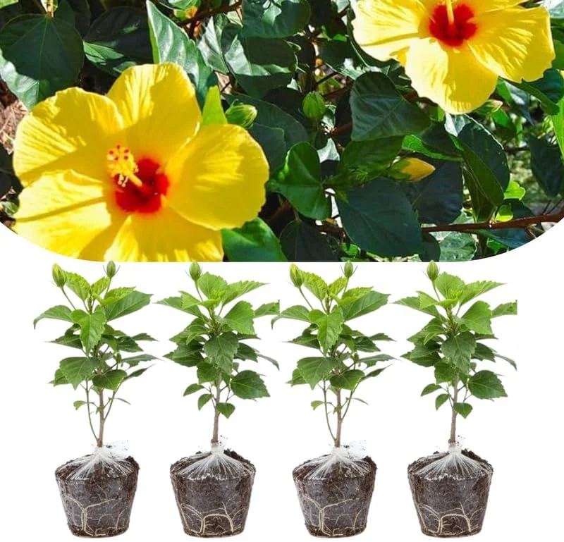 Mixed Hibiscus Live Plants Set of 4, Tropical Flowering Shrub, 4-8 inches Tall, Outdoor - Image 2