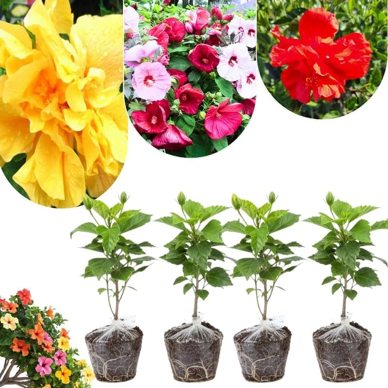Mixed Hibiscus Live Plants Set of 4, Tropical Flowering Shrub, 4-8 inches Tall, Outdoor - Image 3