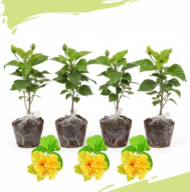Mixed Hibiscus Live Plants Set of 4, Tropical Flowering Shrub, 4-8 inches Tall, Outdoor - Image 4
