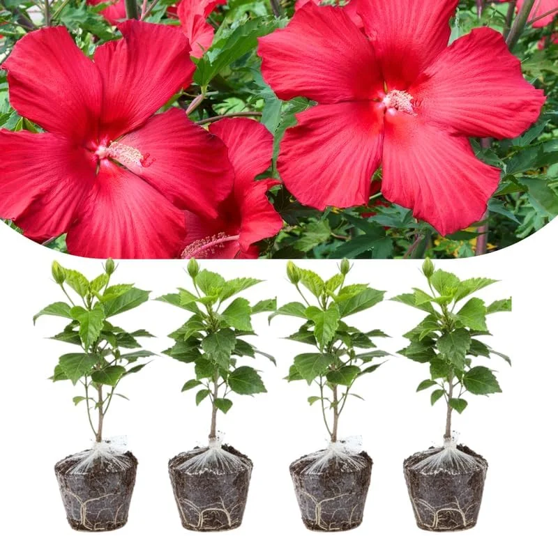 Mixed Hibiscus Live Plants Set of 4, Tropical Flowering Shrub, 4-8 inches Tall, Outdoor - Image 5