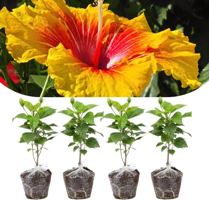Mixed Hibiscus Live Plants Set of 4, Tropical Flowering Shrub, 4-8 inches Tall, Outdoor - Image 7