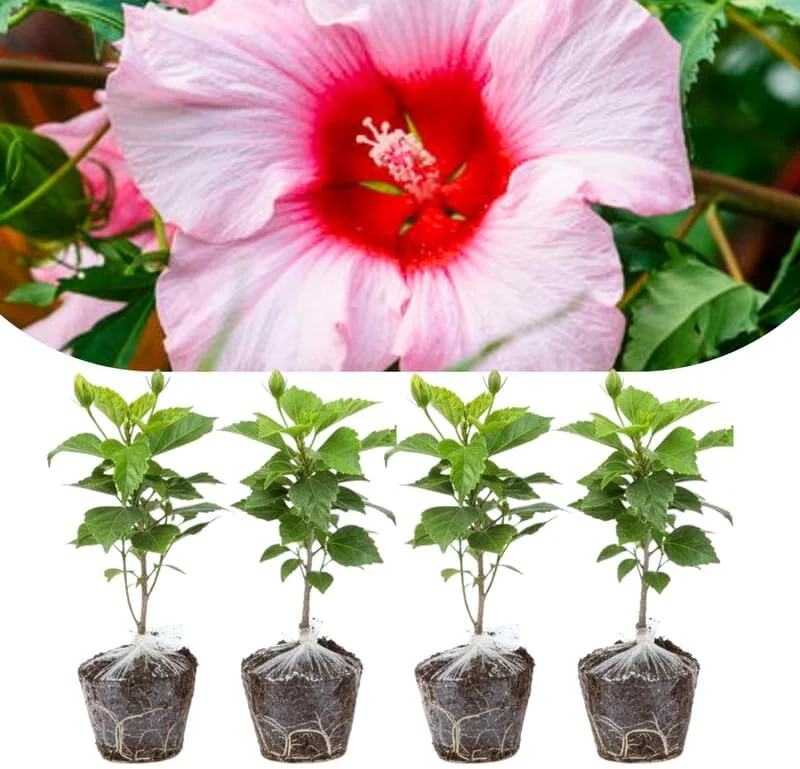 Mixed Hibiscus Live Plants Set of 4, Tropical Flowering Shrub, 4-8 inches Tall, Outdoor - Image 8