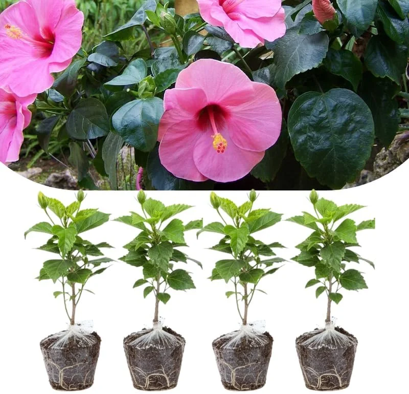 Mixed Hibiscus Live Plants Set of 4, Tropical Flowering Shrub, 4-8 inches Tall, Outdoor - Image 9