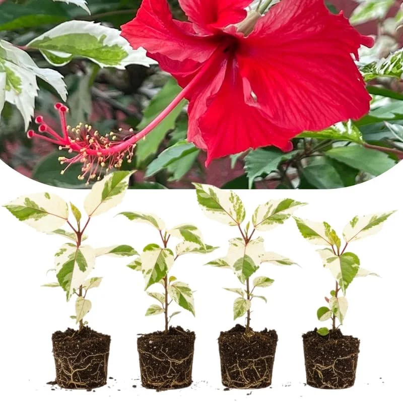 Mixed Hibiscus Live Plants Set of 4, Tropical Flowering Shrub, 4-8 inches Tall, Outdoor - Image 1