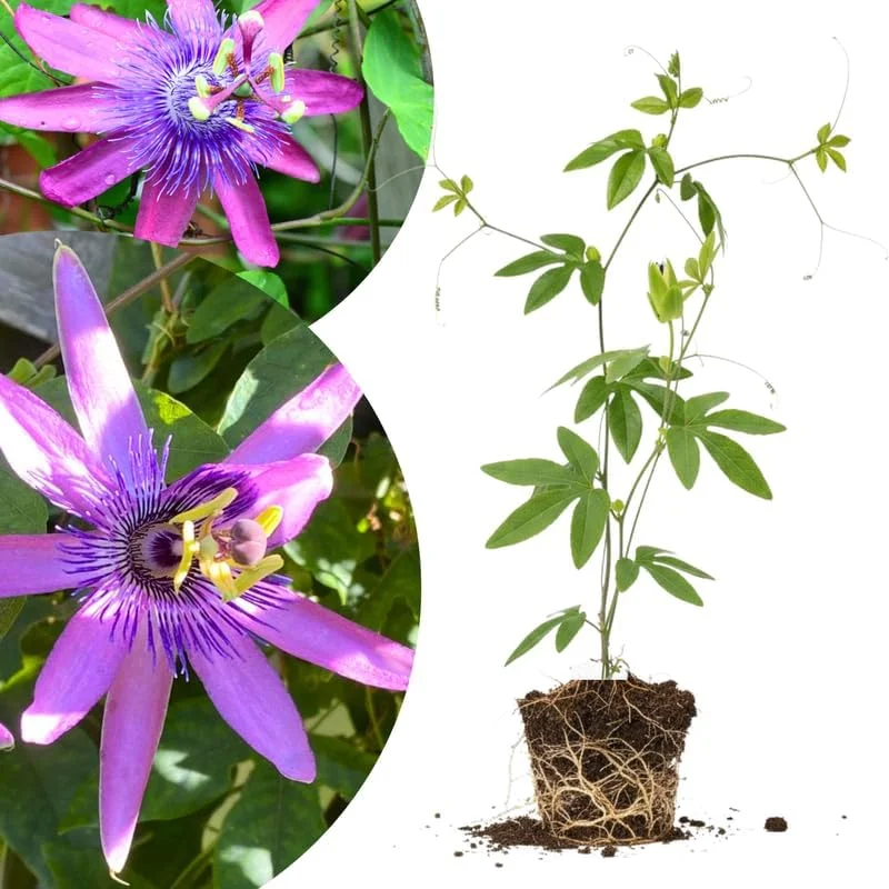 Mixed Passion Flower Vine Live Plant, 2-Count, 4-8" Tall, Hardy Outdoor Climber - Image 2