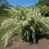 Mock Orange Live Plant - 1 Year Old Potted Shrub, Fragrant White Flowers, USDA Zone 3 - Image 1