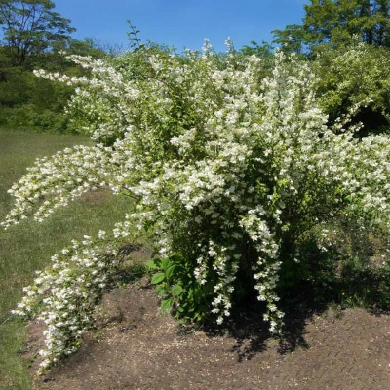 Mock Orange Live Plant - 1 Year Old Potted Shrub, Fragrant White Flowers, USDA Zone 3 - Image 1