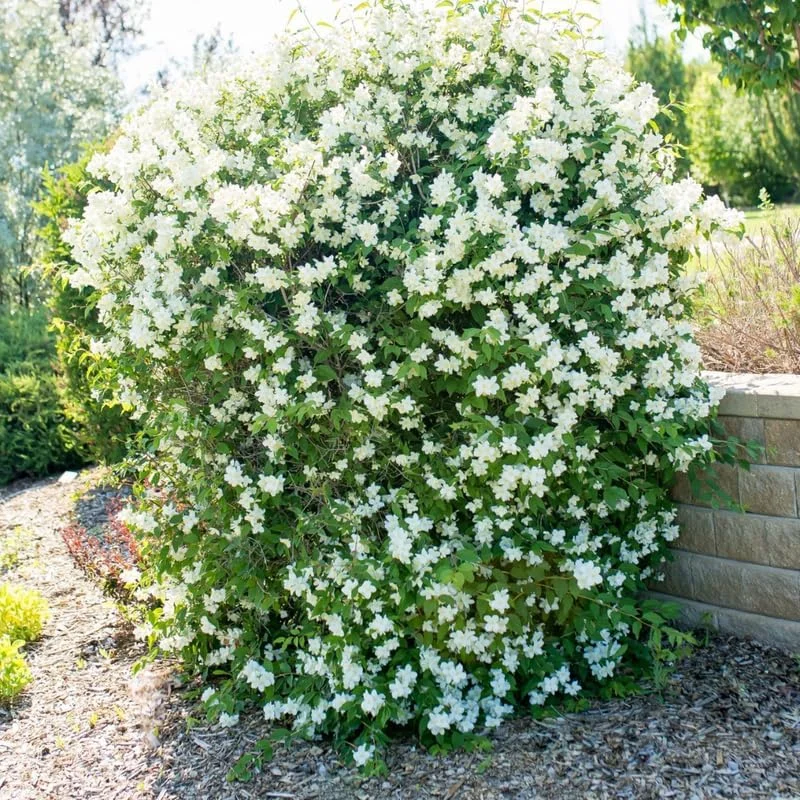 Mock Orange Live Plant - 1 Year Old Potted Shrub, Fragrant White Flowers, USDA Zone 3 - Image 2