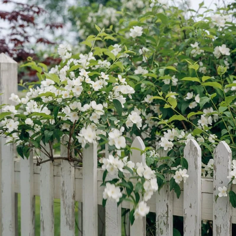 Mock Orange Live Plant - 1 Year Old Potted Shrub, Fragrant White Flowers, USDA Zone 3 - Image 5