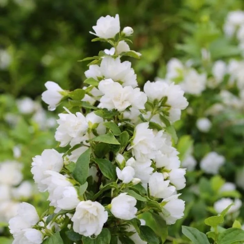Mock Orange Live Plant - 1 Year Old Potted Shrub, Fragrant White Flowers, USDA Zone 3 - Image 6