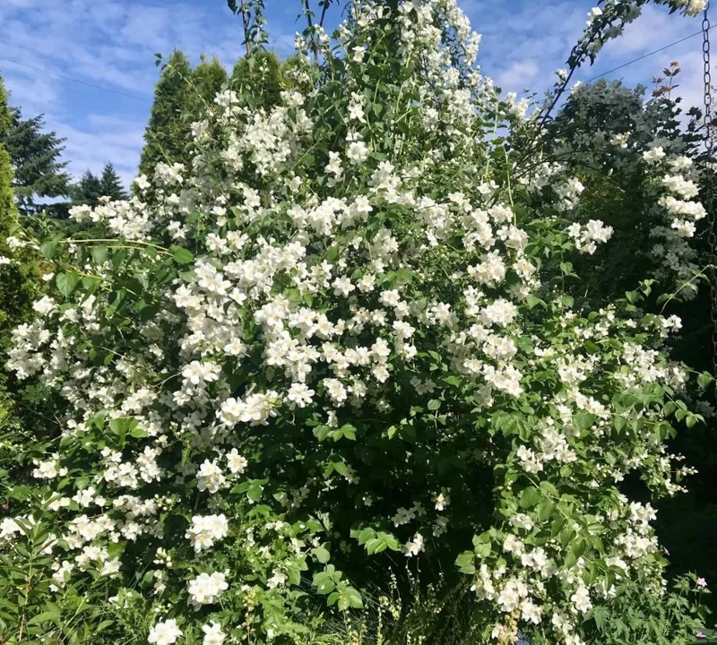 Mock Orange Live Plants - 2 Bare Roots, Fragrant White Flowering Shrub, 1-2 ft Tall, Outdoor - Image 4