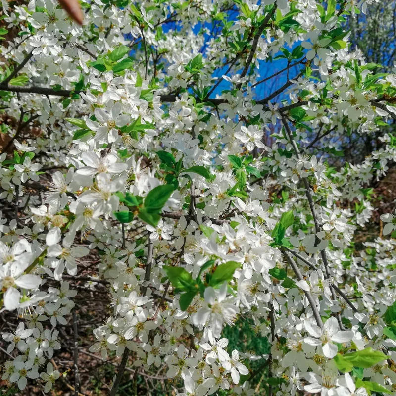 Mock Orange Live Plants - 2 Bare Roots, Fragrant White Flowering Shrub, 1-2 ft Tall, Outdoor - Image 5