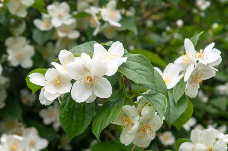 Mock Orange Live Plants - 2 Bare Roots, Fragrant White Flowering Shrub, 1-2 ft Tall, Outdoor - Image 6