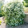 Mock Orange Live Plants - 2 Bare Roots, Fragrant White Flowering Shrub, 1-2 ft Tall, Outdoor - Image 1