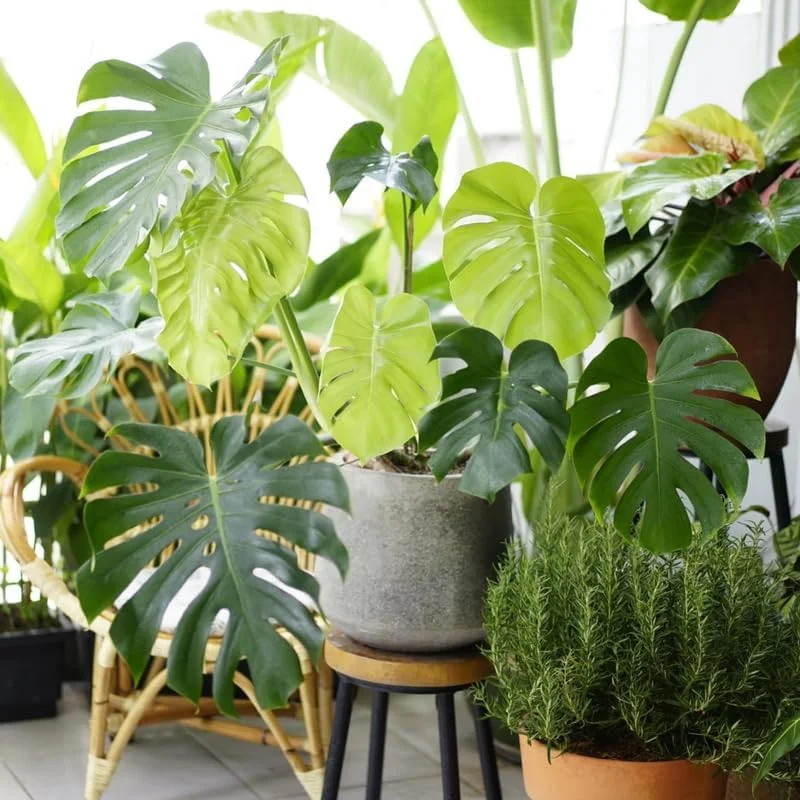 Monstera Deliciosa Live Plant - Indoor Houseplant, 4 Inches Tall Bareroot - Image 2